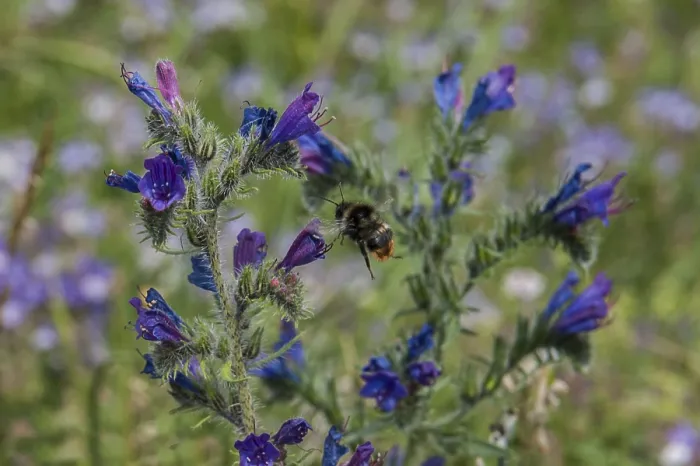 Framed Print : Bee, flower, france