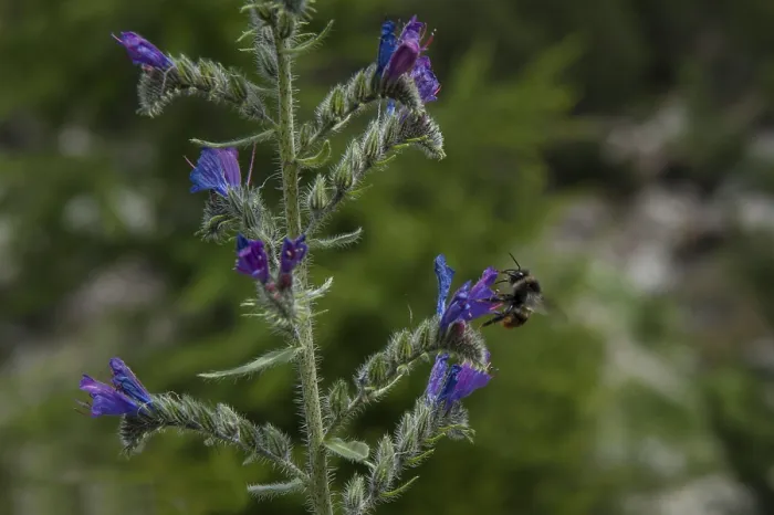 Framed Print : Bee, flower, france