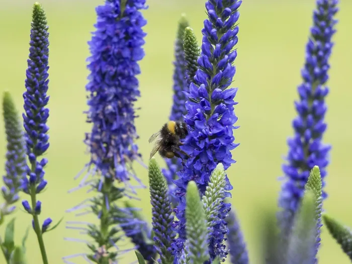Framed Print : Bee gathering nectar from (Veronica Spicata) Ulster Dwarf Blue flowers