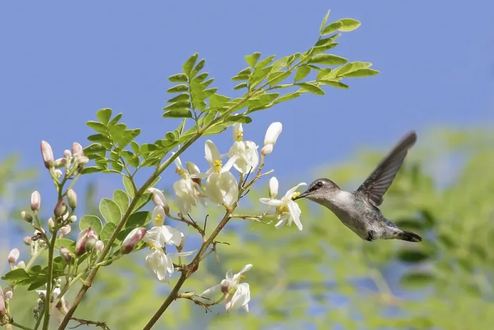 Framed Print : Bee Hummingbird (Mellisuga helenae) feeding at a flower in Cuba Framed Print : Bee Hummingbird (Mellisuga helenae) feeding at a flower in Cuba