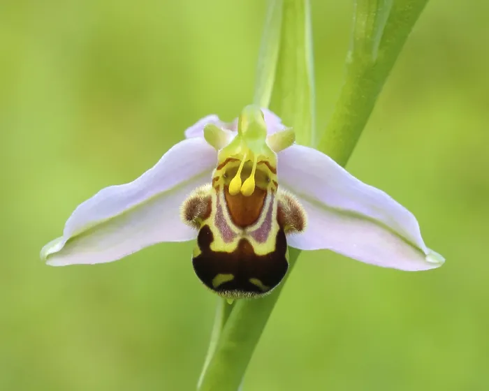 Framed Print : Bee orchid (Ophrys apivera), single flower