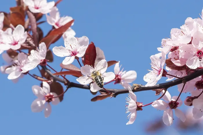 Framed Print : Bee on a pink cherry blossoms. Spring floral background on a blue sky Framed Print : Bee on a pink cherry blossoms. Spring floral background on a blue sky