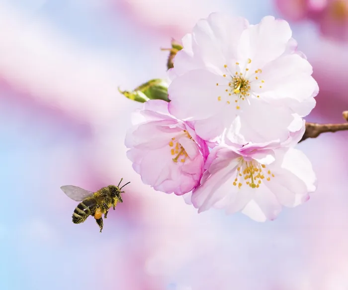 Framed Print : Bee full of pollen flying to pink cherry blossoms