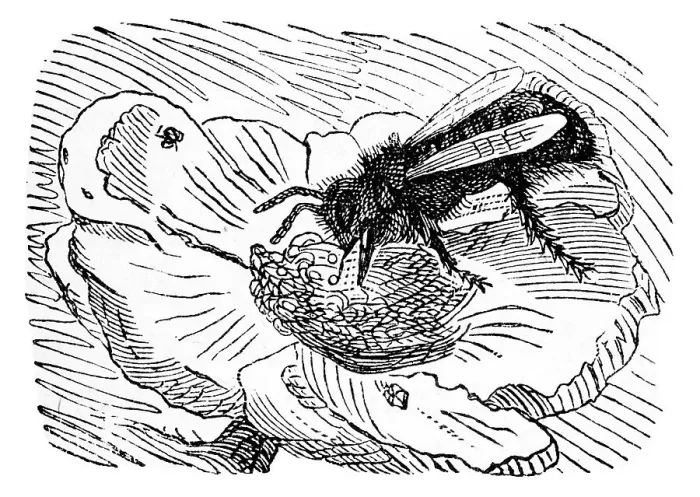 Framed Print : Bee sucking up nectar, historical illustration from: Marie Adenfeller