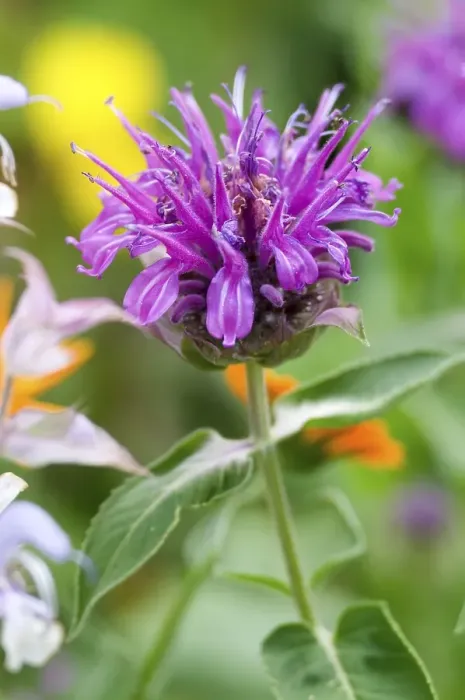 Framed Print : Beebalm (Monarda hybrid) Framed Print : Beebalm (Monarda hybrid)