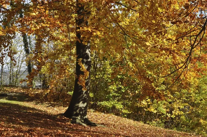 Framed Print : Beech, autumn, forest, tree, beech forest