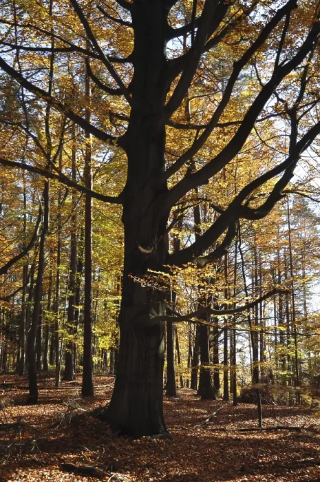 Framed Print : Beech, autumn, forest, tree, beech forest