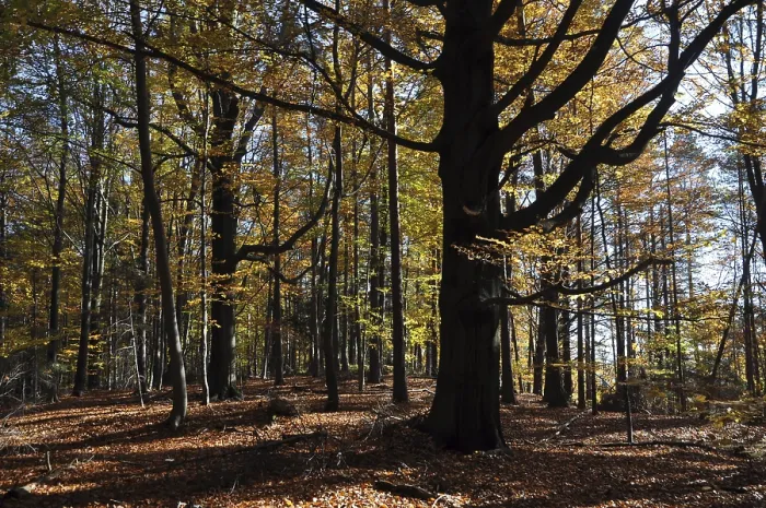 Framed Print : Beech, autumn, forest, tree, beech forest