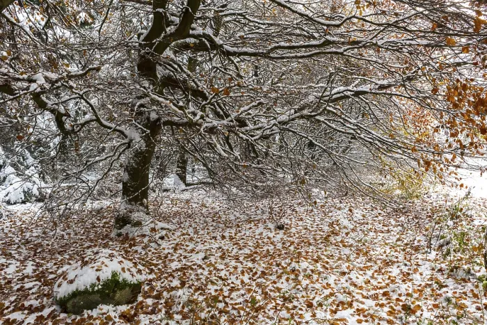 Framed Print : Beech with autumn leaves and snow