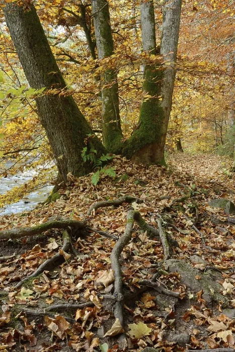 Framed Print : Beech in autumn, Wutach gorge, Black Forest