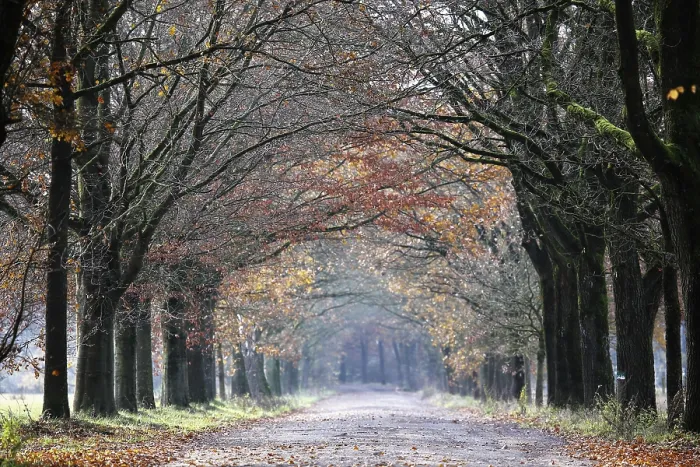 Framed Print : Beech avenue (Betula spec.) Framed Print : Beech avenue (Betula spec.)
