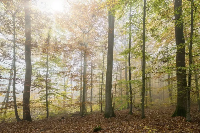 Framed Print : Beech (Fagus) forest in autumn Framed Print : Beech (Fagus) forest in autumn