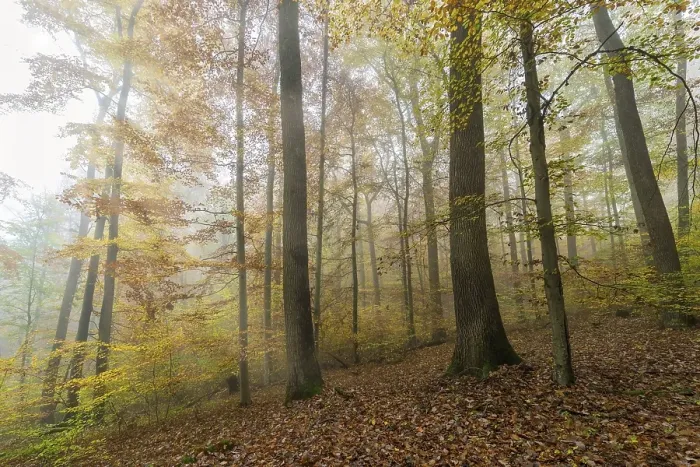Framed Print : Beech (Fagus) forest in autumn, fog, Baden-Wuerttemberg, Germany, Europe Framed Print : Beech (Fagus) forest in autumn, fog, Baden-Wuerttemberg, Germany, Europe