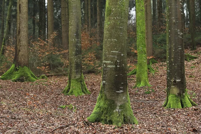 Framed Print : Beech (Fagus) forest, Beech family (Fagaceae) Framed Print : Beech (Fagus) forest, Beech family (Fagaceae)
