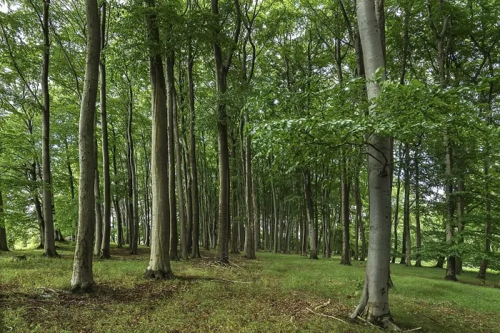 Framed Print : Beech (Fagus) forest, Mecklenberg-Western Pomerania Framed Print : Beech (Fagus) forest, Mecklenberg-Western Pomerania