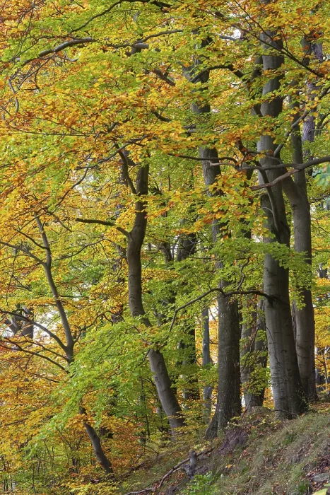 Framed Print : Beech (Fagus) in the forest, Neuhaus im Solling