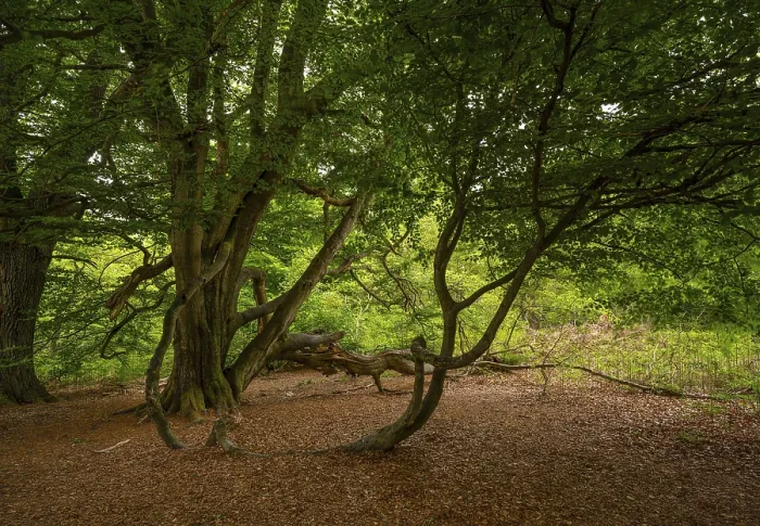 Framed Print : Beech (Fagus) with snake branch in the Sababurg primeval forest Framed Print : Beech (Fagus) with snake branch in the Sababurg primeval forest