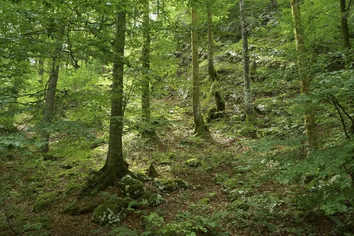 Framed Print : Beech (Fagus sylvatica) trees overgrown with moss and lichen on a slope in a mountain forest with rocks and boulders