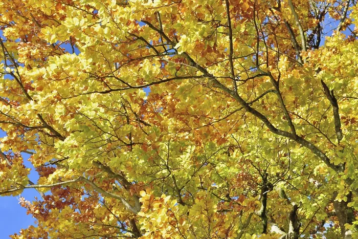 Framed Print : Beech (Fagus sylvestris), autumn leaves Bayern