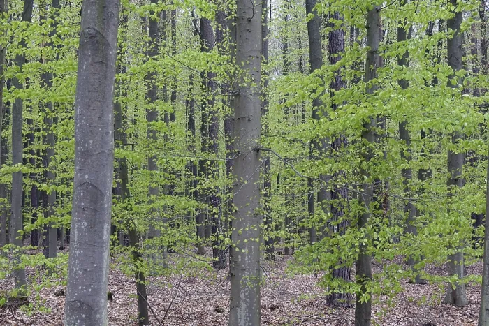 Framed Print : Beech forest