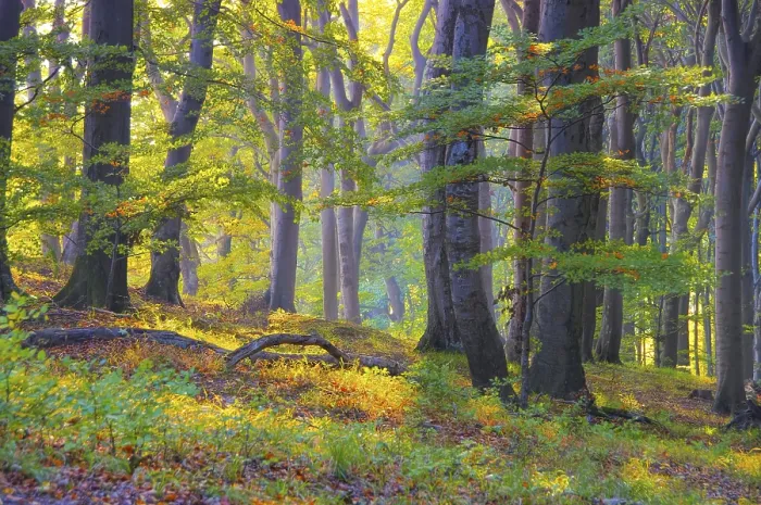 Framed Print : Beech forest auf der Insel Ruegen Framed Print : Beech forest auf der Insel Ruegen