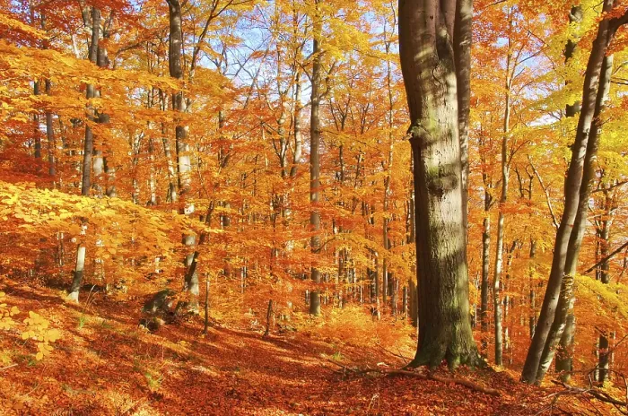 Framed Print : Beech forest in autumn, beech forest in fall 32 Framed Print : Beech forest in autumn, beech forest in fall 32