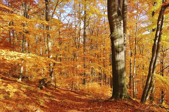 Framed Print : Beech forest in autumn, beech forest in fall 33