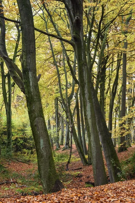 Framed Print : Beech forest in autumn, Bottrop