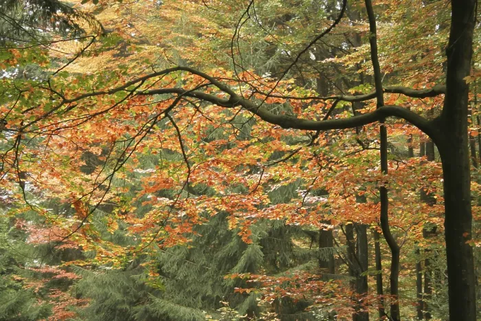 Framed Print : Beech forest in autumn (Fagus sylvatica) Framed Print : Beech forest in autumn (Fagus sylvatica)