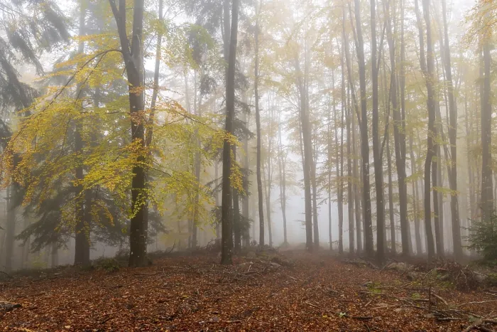 Framed Print : Beech, forest, autumn, italy