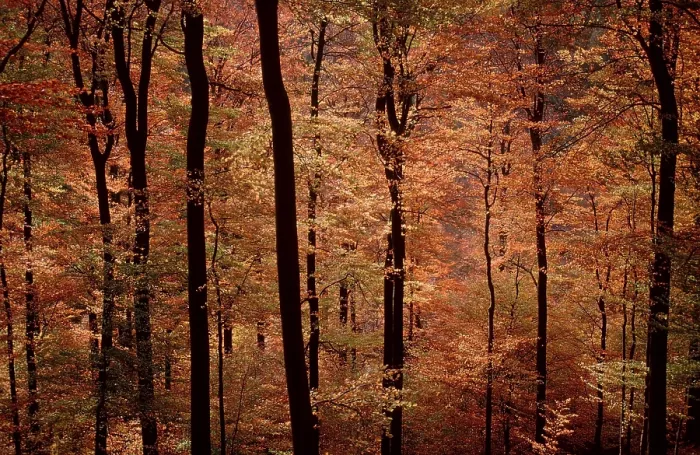 Framed Print : Beech Forest in autumn, Lower Common beech (Fagus sylvatica)