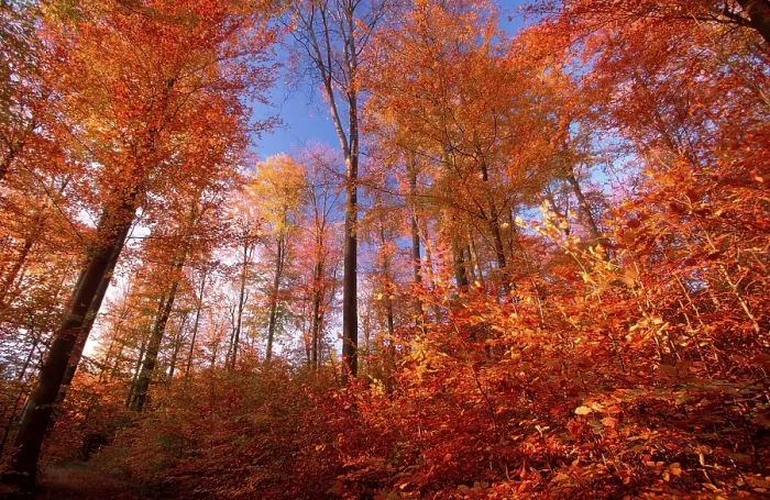 Framed Print : Beech forest in autumn, Lower Saxony (Fagus sylvatica)