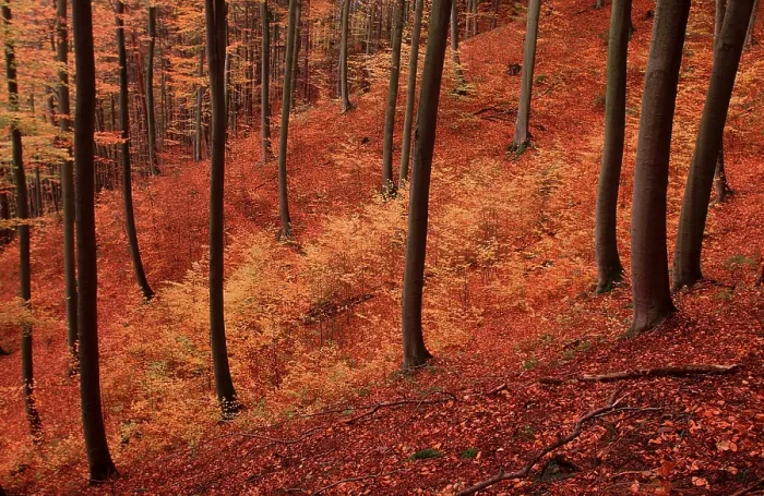 Framed Print : Beech forest in autumn, Lower Saxony (Fagus sylvatica) Framed Print : Beech forest in autumn, Lower Saxony (Fagus sylvatica)
