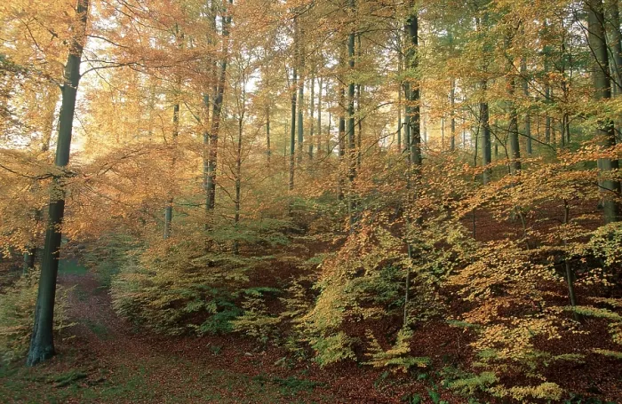 Framed Print : Beech forest in autumn, Lower Saxony (Fagus sylvatica) Framed Print : Beech forest in autumn, Lower Saxony (Fagus sylvatica)