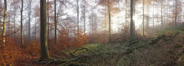 Framed Print : Beech forest in autumn, morning atmosphere
