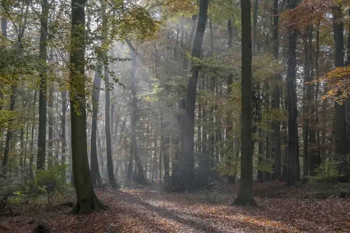 Framed Print : Beech forest in autumn with sun rays