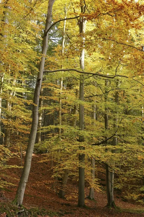 Framed Print : A beech forest with autumnal foliage colouring Framed Print : A beech forest with autumnal foliage colouring