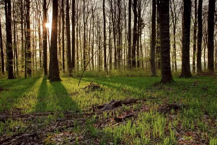 Framed Print : Beech forest in backlight, spring