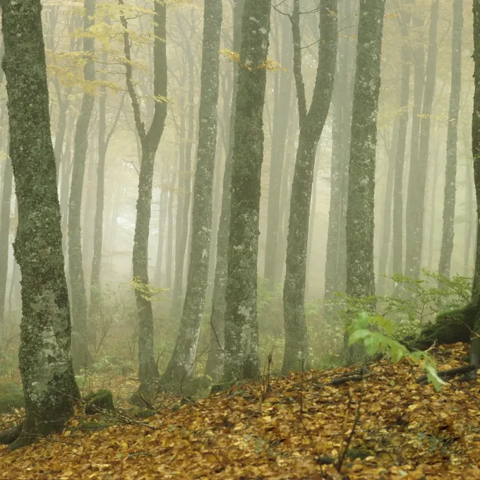 Framed Print : Beech forest, Beech trees (Fagus sylvatica) Framed Print : Beech forest, Beech trees (Fagus sylvatica)