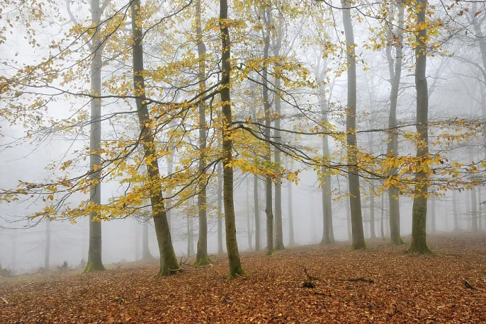 Framed Print : Beech forest, beech trees (fagus) with last yellow leaves in autumn