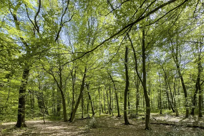 Framed Print : Beech forest beeches (Fagus) trees deciduous trees sprout leaves in green mixed deciduous forest in May spring Framed Print : Beech forest beeches (Fagus) trees deciduous trees sprout leaves in green mixed deciduous forest in May spring