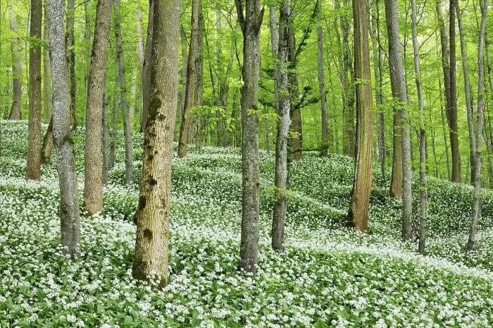 Framed Print : Beech forest with a blossoming Ramson field (Allium ursinum), Germany, Europe Framed Print : Beech forest with a blossoming Ramson field (Allium ursinum), Germany, Europe