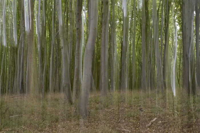 Framed Print : Beech forest blurred, camera swung Framed Print : Beech forest blurred, camera swung