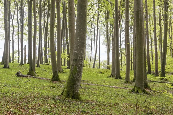 Framed Print : Beech forest on chalk cliffs in Jasmund National Park on Rugen Framed Print : Beech forest on chalk cliffs in Jasmund National Park on Rugen