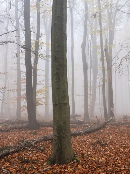 Framed Print : Beech forest with last colorful leaves and dead wood on the ground in autumn