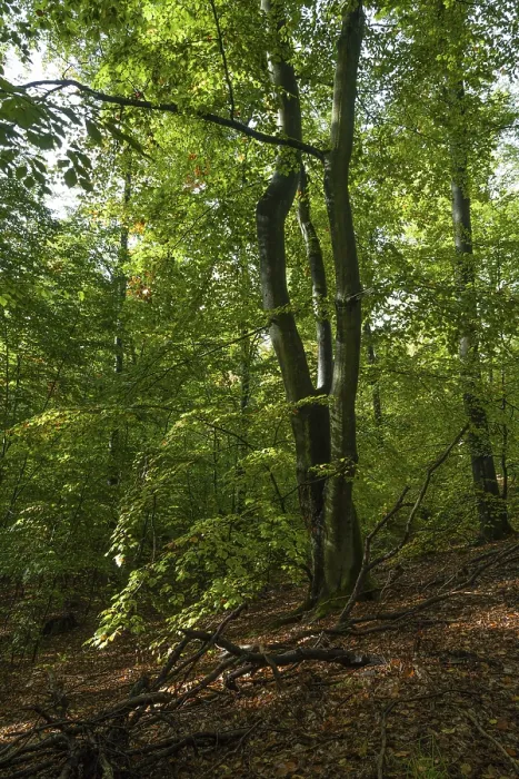 Framed Print : Beech forest with deadwood in autumn