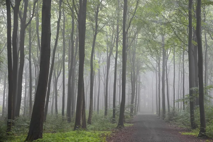 Framed Print : Beech forest in early morning mist Framed Print : Beech forest in early morning mist