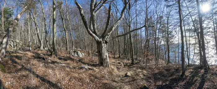 Framed Print : Beech Forest in early spring by Omberg natural reserv Framed Print : Beech Forest in early spring by Omberg natural reserv