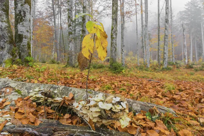 Framed Print : Beech forest, European beech or common beech (Fagus sylvatica) in autumn Framed Print : Beech forest, European beech or common beech (Fagus sylvatica) in autumn