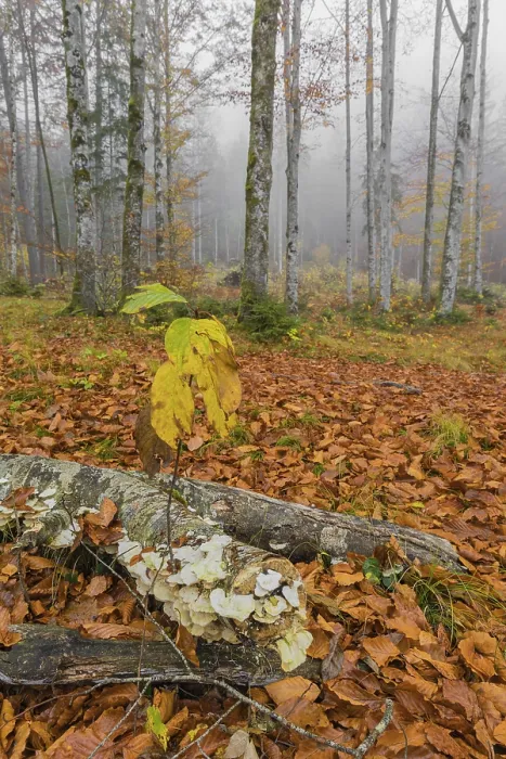 Framed Print : Beech forest, European beech or common beech (Fagus sylvatica) in autumn